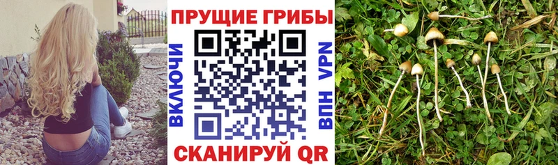 Галлюциногенные грибы мицелий  Калуга 